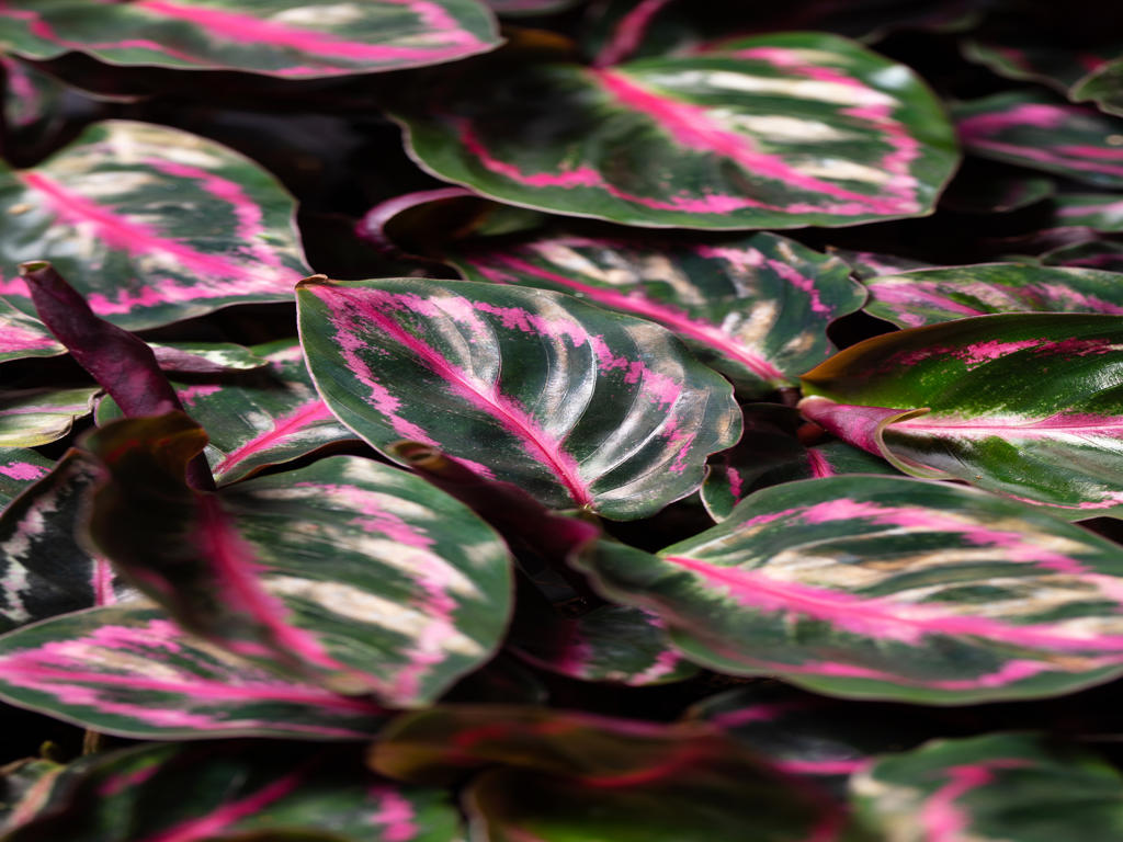 Calathea roseopicta Illustrus | 5 cm plug 60/tray