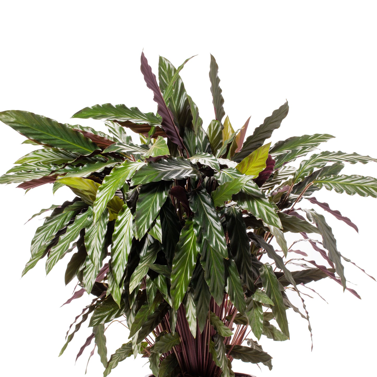 Calathea Rufibarba | 3,5 cm plug 84/tray