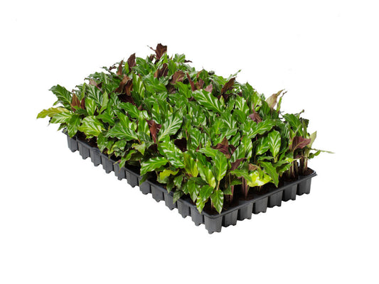 Calathea Rufibarba | 3,5 cm plug 84/tray