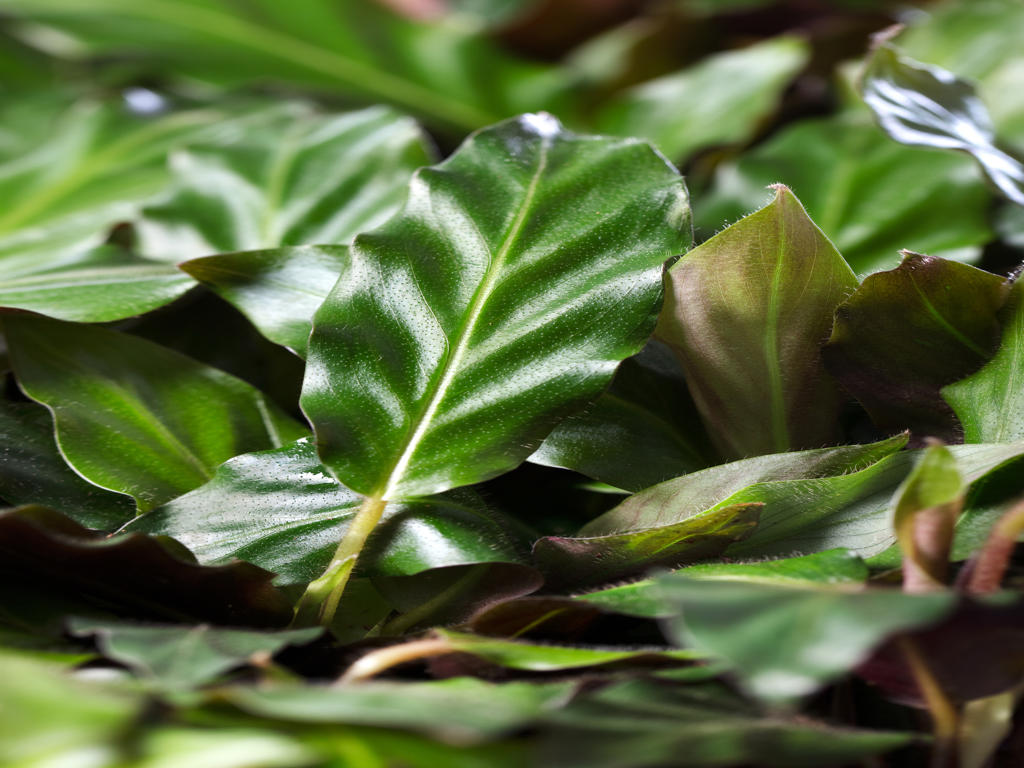 Calathea Rufibarba | 3,5 cm plug 84/tray