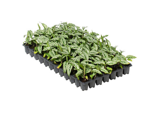 Calathea Vittata | 5 cm plug 60/tray