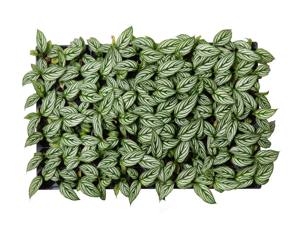 Calathea Vittata | 5 cm plug 60/tray