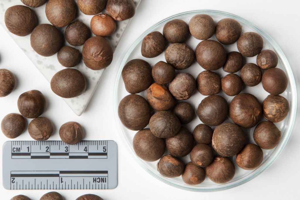 CAMELLIA sinensis  | SDS  -  1000 Pcs