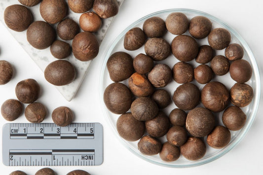 CAMELLIA sinensis  | SDS  -  1000 Pcs