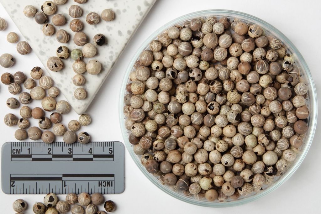 CHAMAEDOREA cataractarum Cat Palm  | SDS  -  1000 Pcs