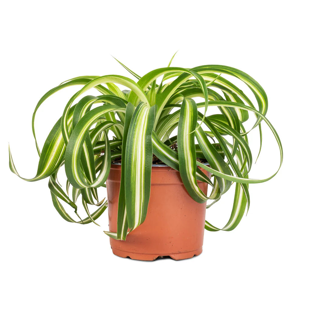 Chlorophytum Comosum Bonnie Clumps – Ibero Plant Spain