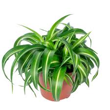 Chlorophytum Comosum Green Bonnie Clumps