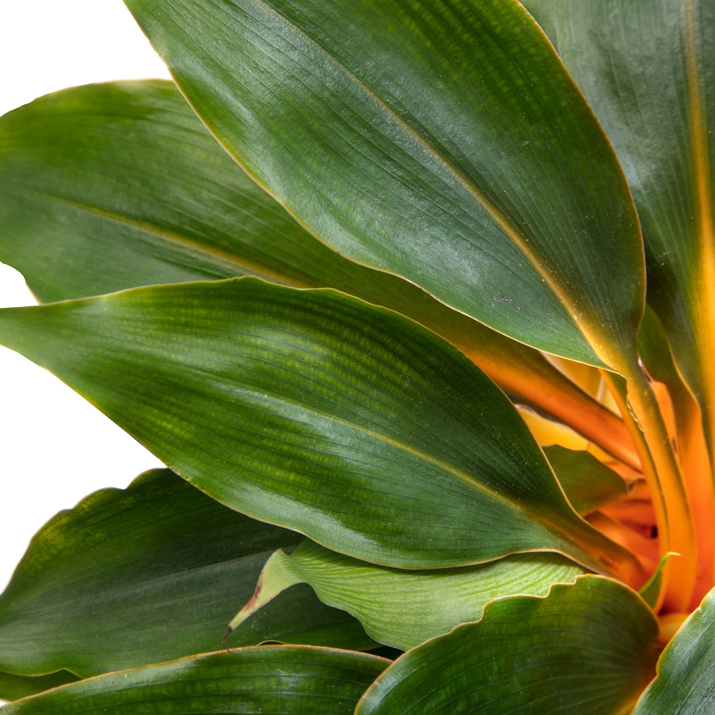 Chlorophytum orchidastrum Princess Mabel | Tr.66 -