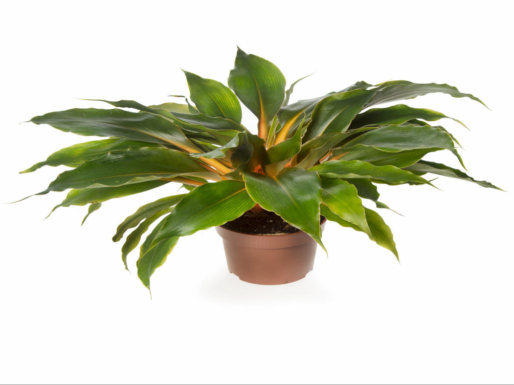 Chlorophytum orchidastrum Princess Mabel | Tr.66 -