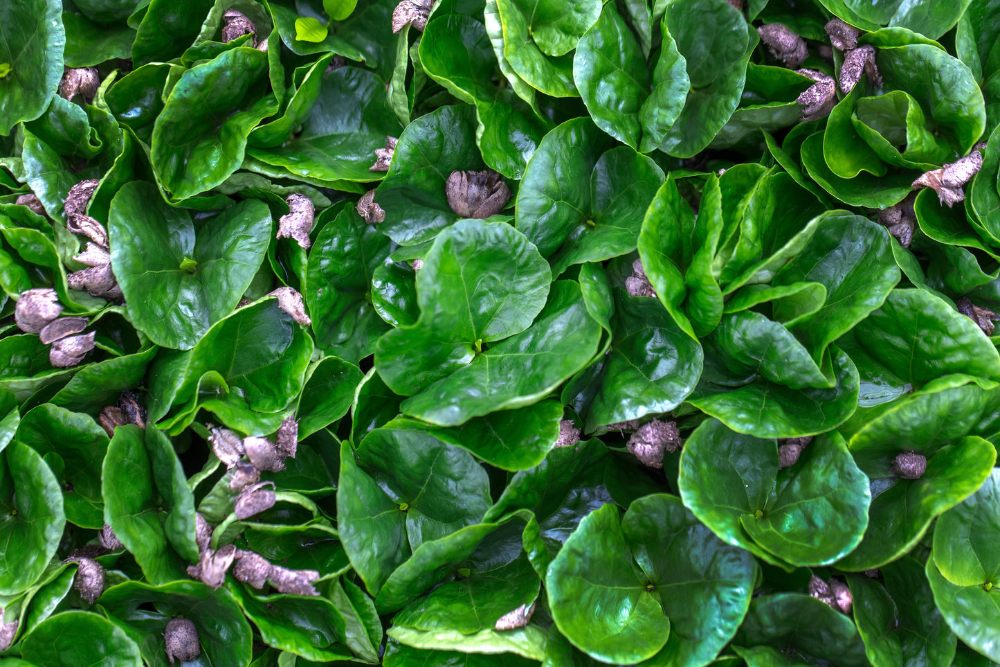 Coffea arabica nana | Tr.66 - 10+ semillas