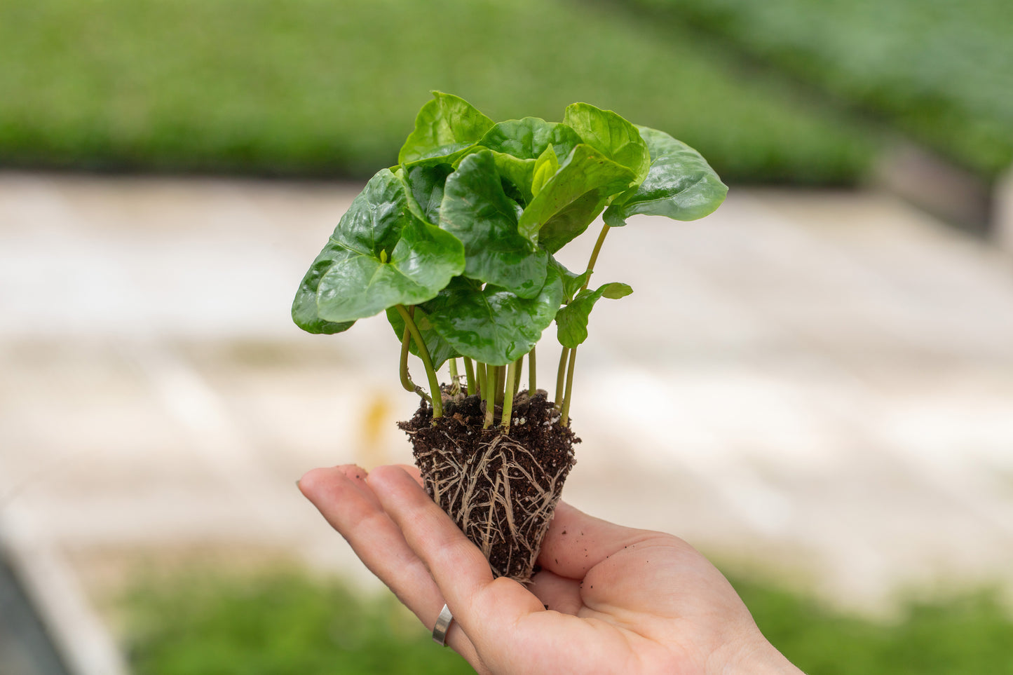 Coffea arabica nana | Tr.112 - 6+ semillas