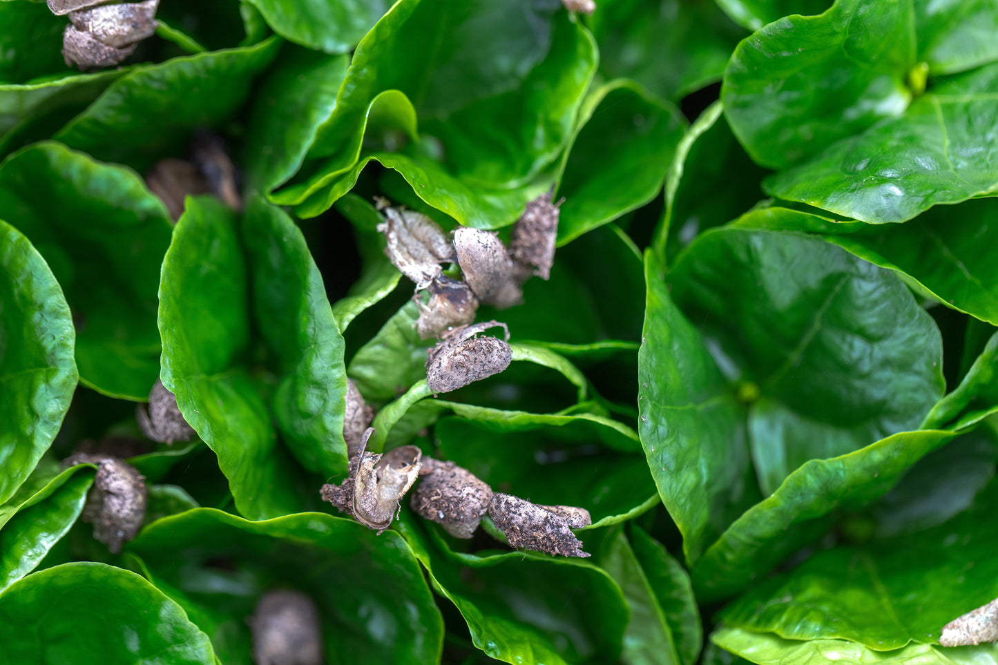 Coffea arabica nana | Tr.112 - 6+ semillas