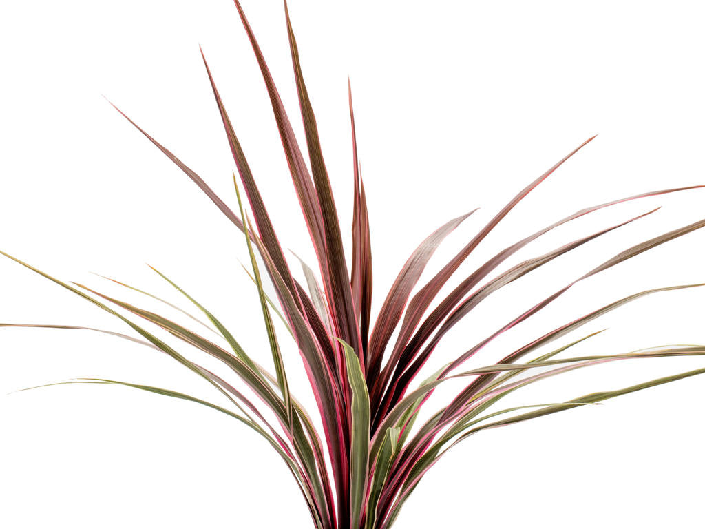 Cordyline Can Canr | Tr.84 - 1PP Cult Tej
