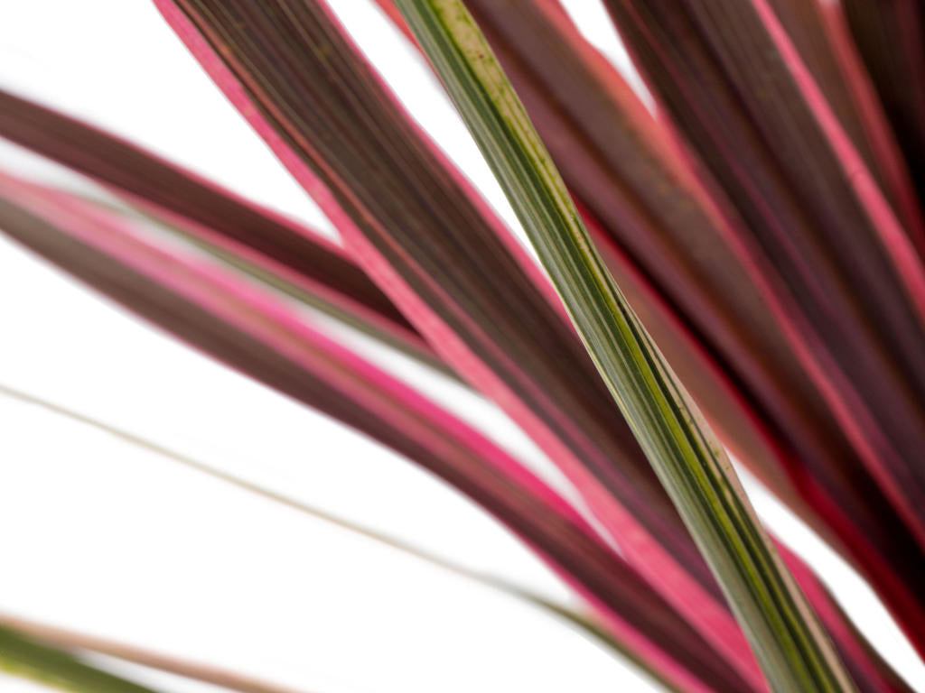 Cordyline Can Canr | Tr.84 - 1PP Cult Tej