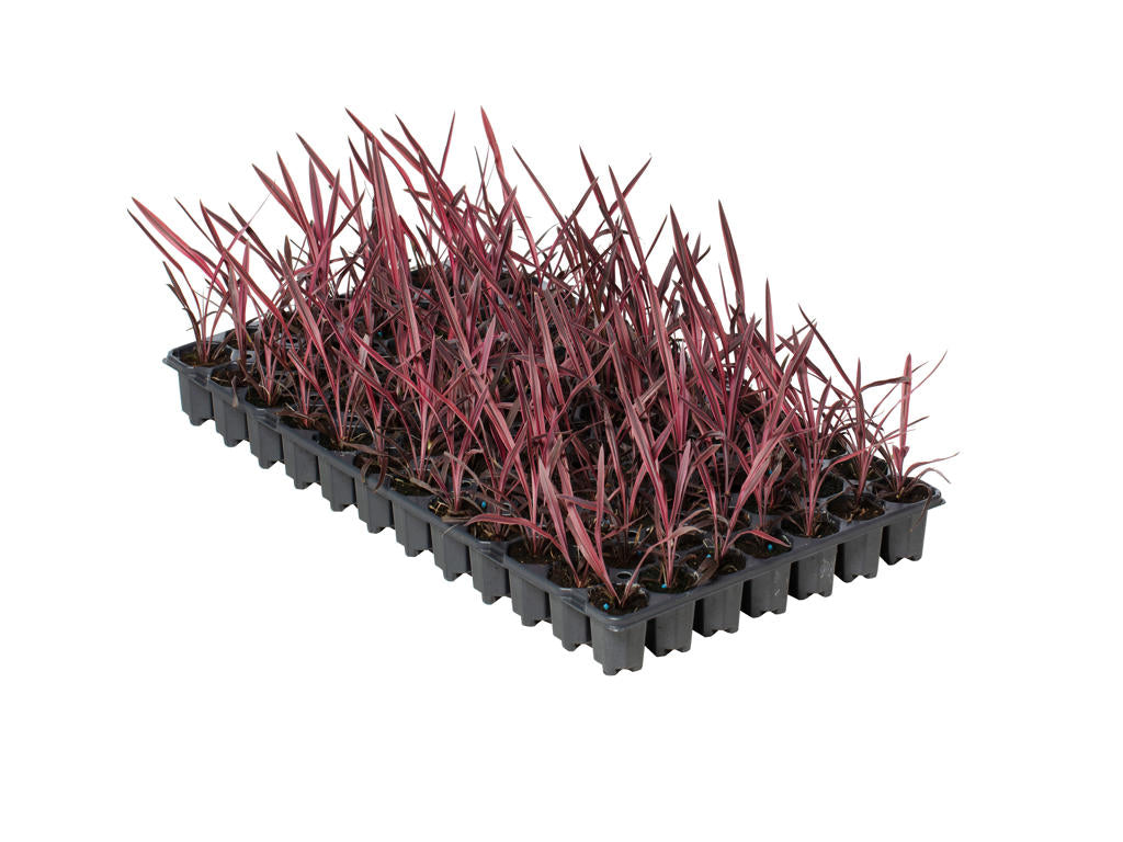 Cordyline Paso Doble |  3,1cm  - H,20cm - Incl Lic