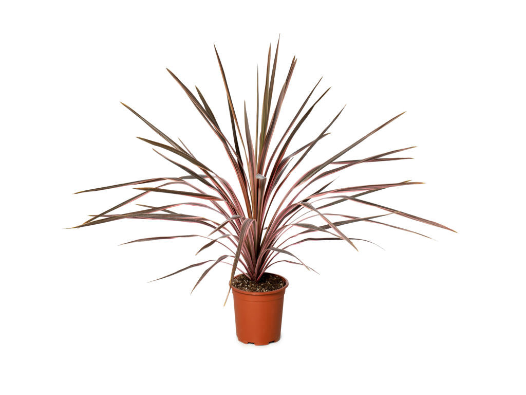 Cordyline Paso Doble |  3,1cm  - H,20cm - Incl Lic