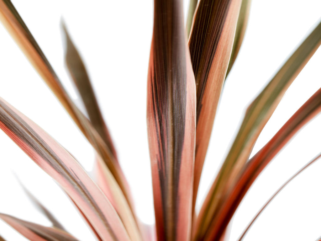 Cordyline Paso Doble |  3,1cm  - H,20cm - Incl Lic