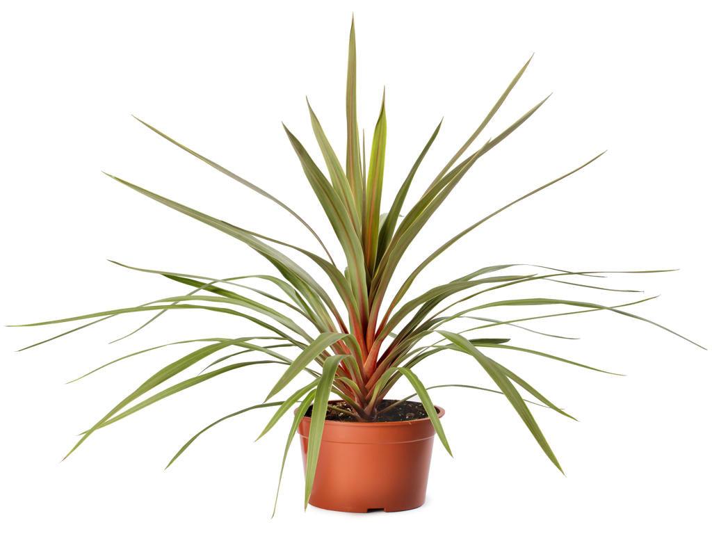 Cordyline Red Heartr | Tr.84 - 1PP Cult Tej