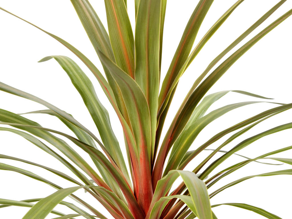 Cordyline Red Heartr | Tr.84 - 1PP Cult Tej