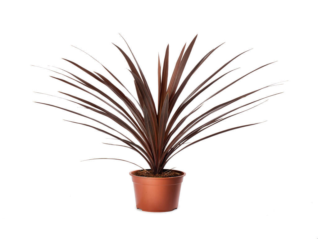 Cordyline Red Star |  3,1cm  - H,20cm