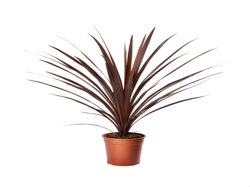Cordyline Red Star | Tr104- 1PP Cult Tej
