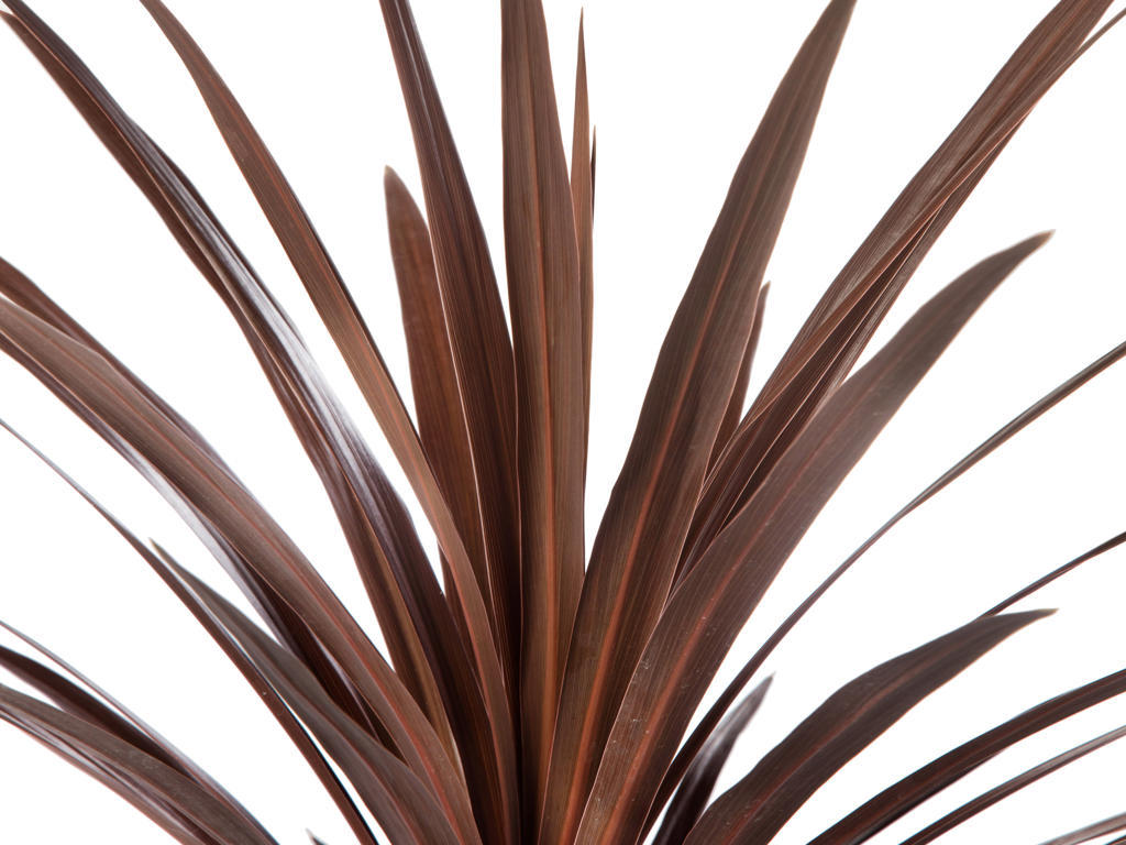 Cordyline Red Star |  3,1cm  - H,20cm