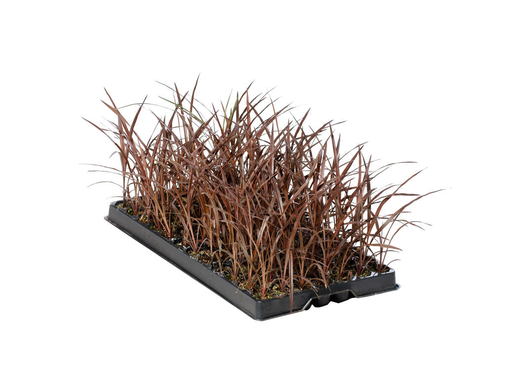 Cordyline Red Star |  3,1cm  - H,20cm