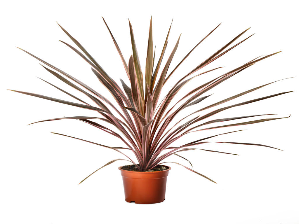 Cordyline Pink (Southern Splendour) | Tr.84 - 1PP