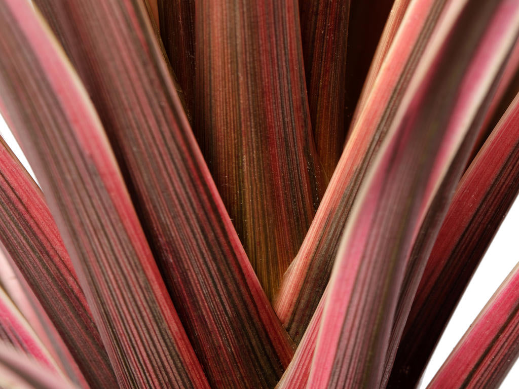 Cordyline Pink (Southern Splendour) | Tr.84 - 1PP
