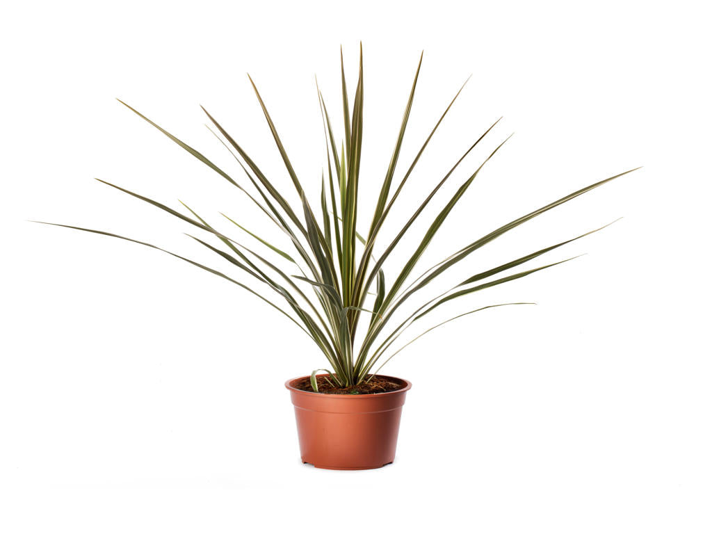 Cordyline Torbay Dazzler |  3,1cm  - H,20cm