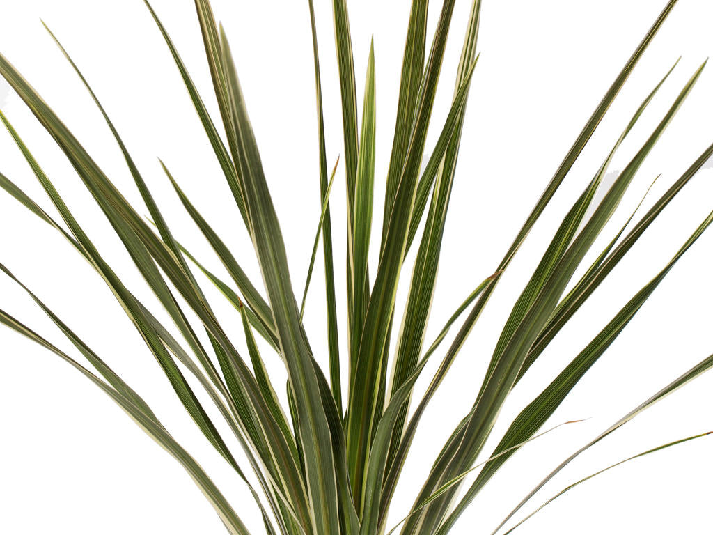 Cordyline Torbay Dazzler |  3,1cm  - H,20cm