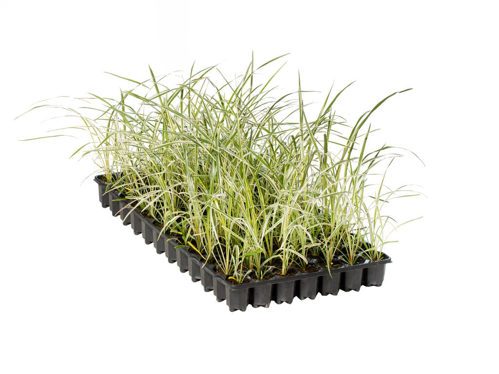 Cordyline Torbay Dazzler |  3,1cm  - H,20cm