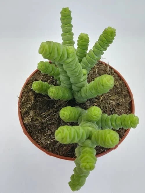 Crassula Marnieriana