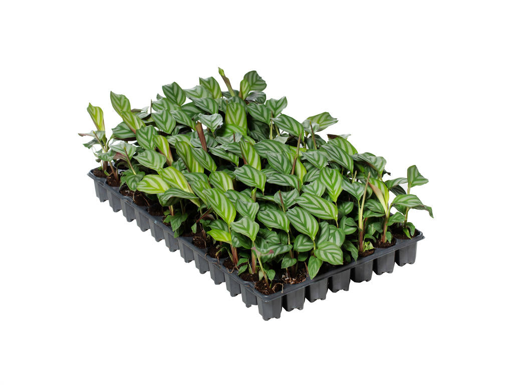 Ctenanthe oppenheimiana | 5 cm plug 60/tray