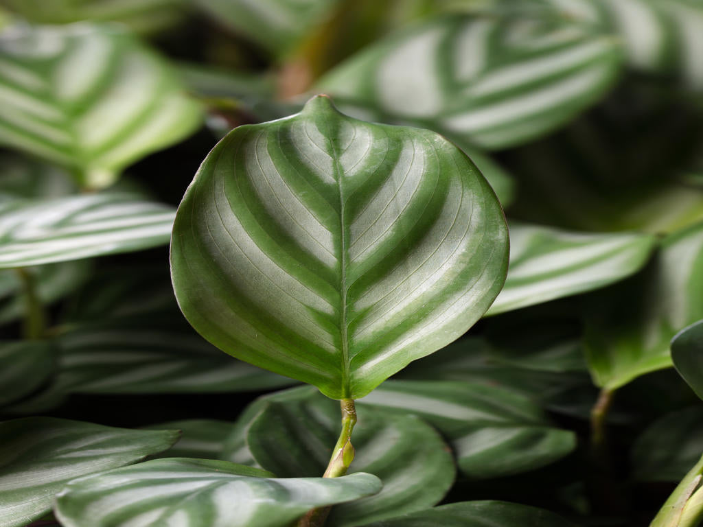 Ctenanthe oppenheimiana | 5 cm plug 60/tray