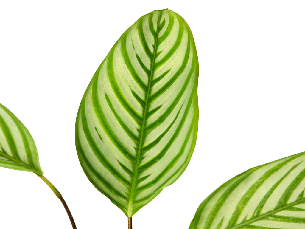 Ctenanthe oppenheimiana | 5 cm plug 60/tray