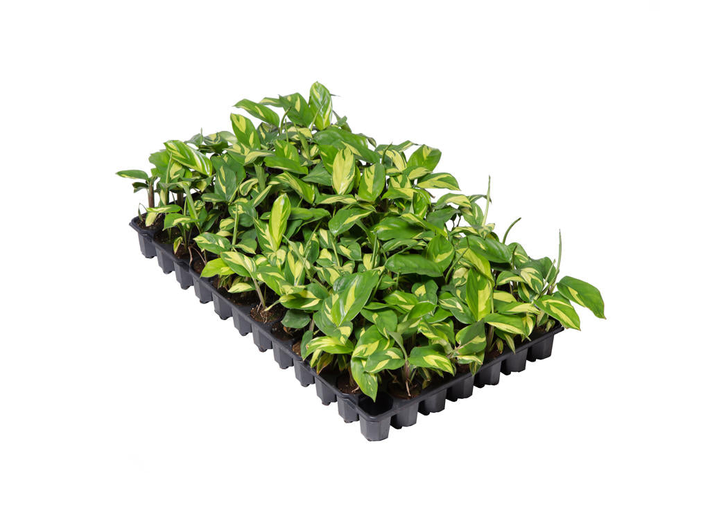 Ctenanthe Pilosa Golden Mosaic| 5 cm plug 60/tray