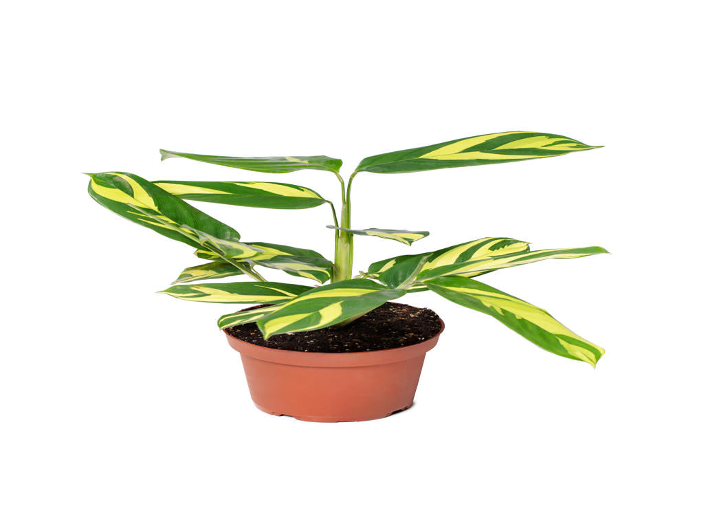 Ctenanthe Pilosa Golden Mosaic| 5 cm plug 60/tray