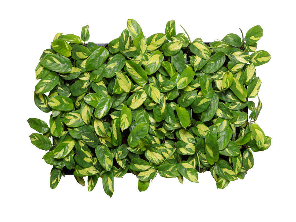 Ctenanthe Pilosa Golden Mosaic| 5 cm plug 60/tray