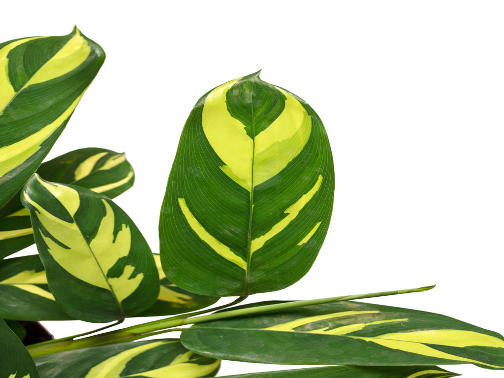 Ctenanthe Pilosa Golden Mosaic| 5 cm plug 60/tray