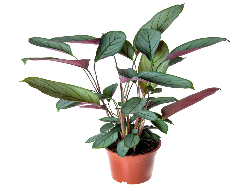 Ctenanthe Setosa| 5 cm plug 60/tray