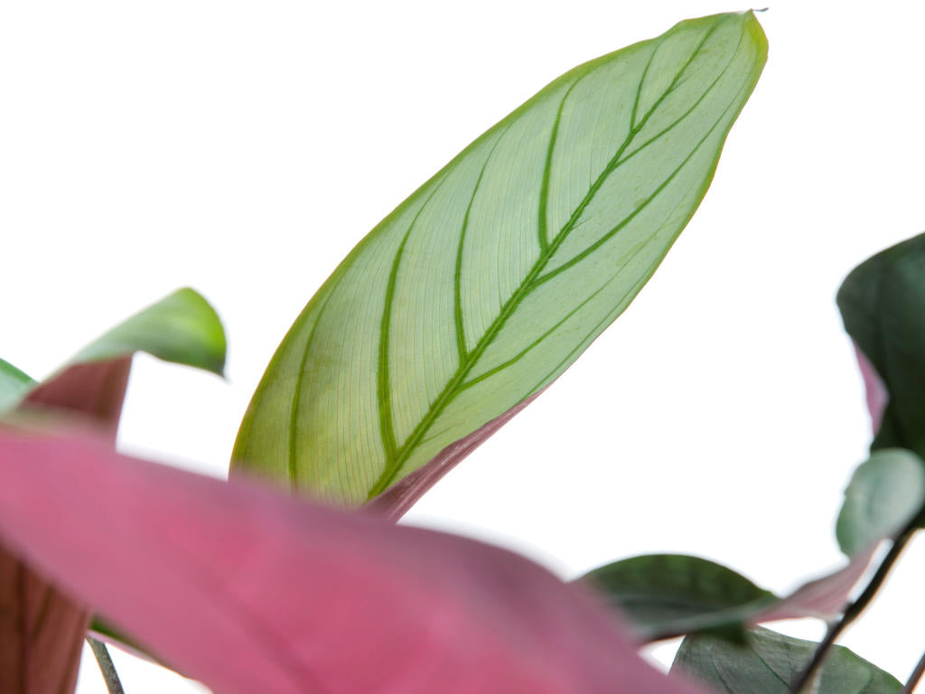 Ctenanthe Setosa| 5 cm plug 60/tray