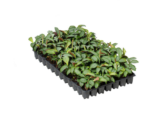 Ctenanthe Setosa| 5 cm plug 60/tray