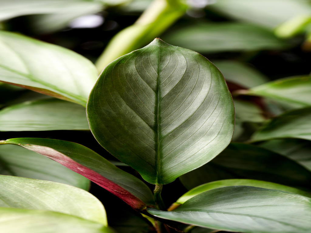 Ctenanthe Setosa| 5 cm plug 60/tray