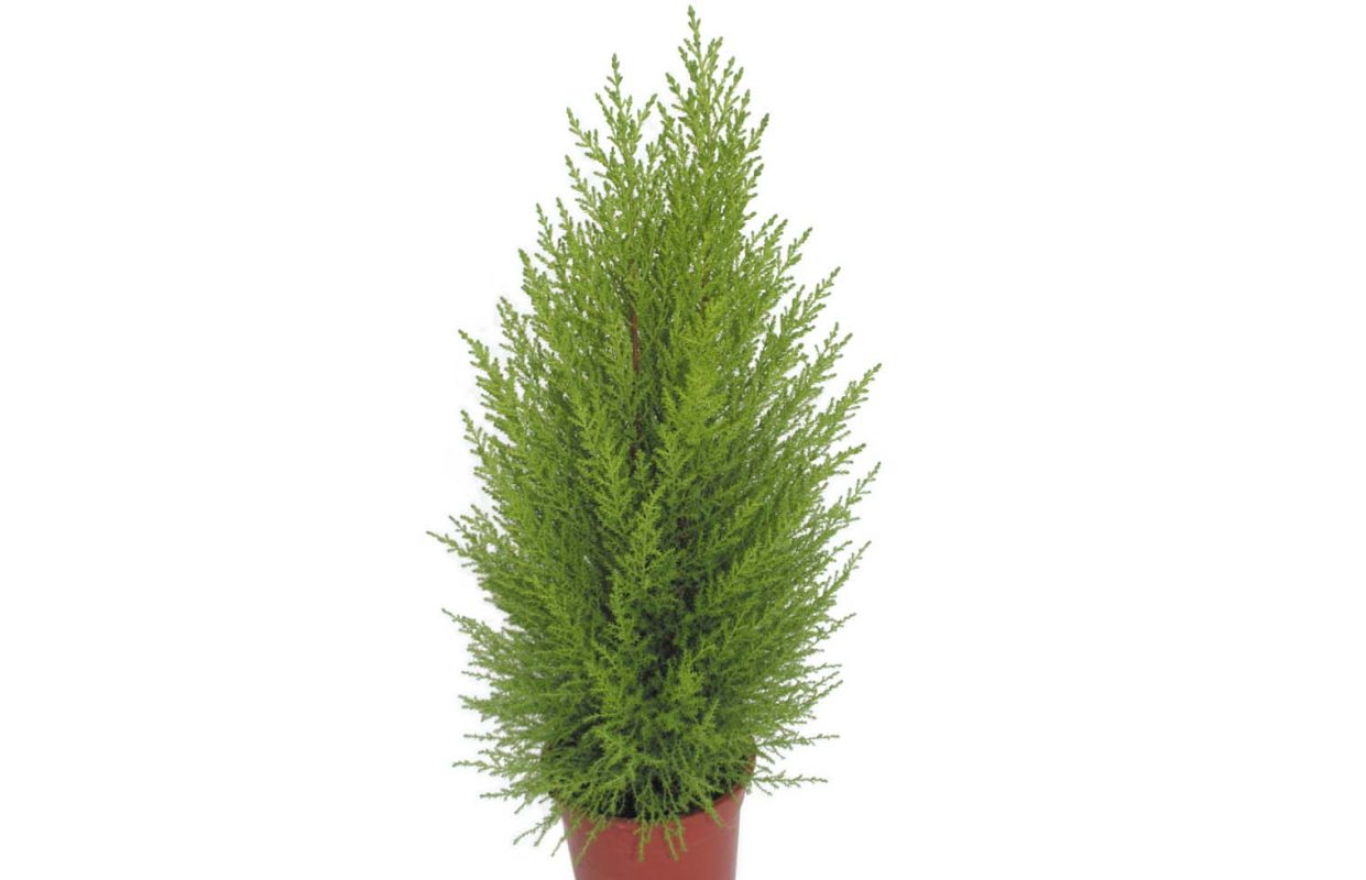 Cupressus Macr. Wilma || Bandeja 84