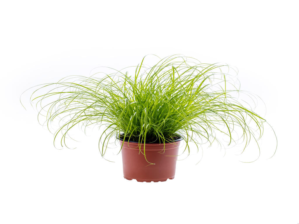 Cyperus zumula | Tr.66 - 20+ semillas