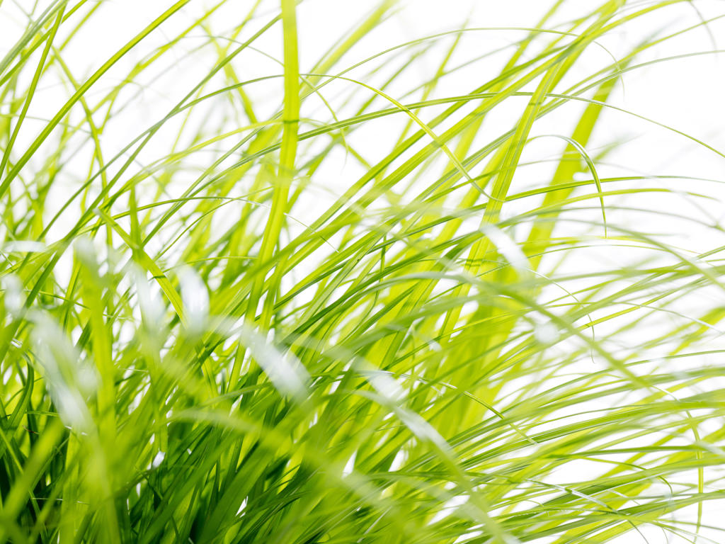 Cyperus zumula | Tr.66 - 20+ semillas