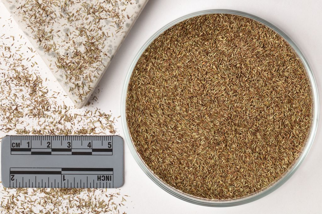CYPERUS zumula  | SDSW  -  1 KG