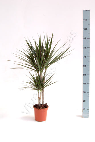 Dracaena Marginata (tips) | 5 cm plug 60/tray