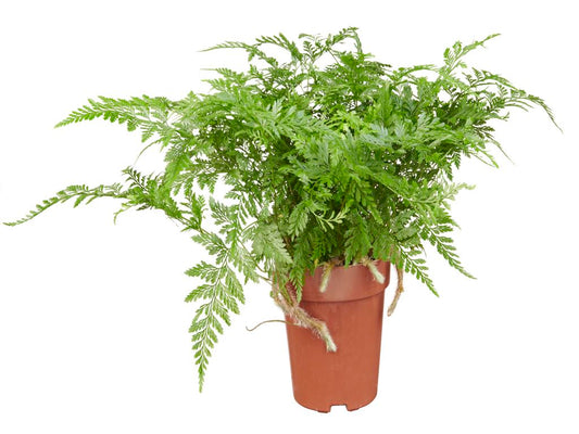 Davallia feejensis tray 252